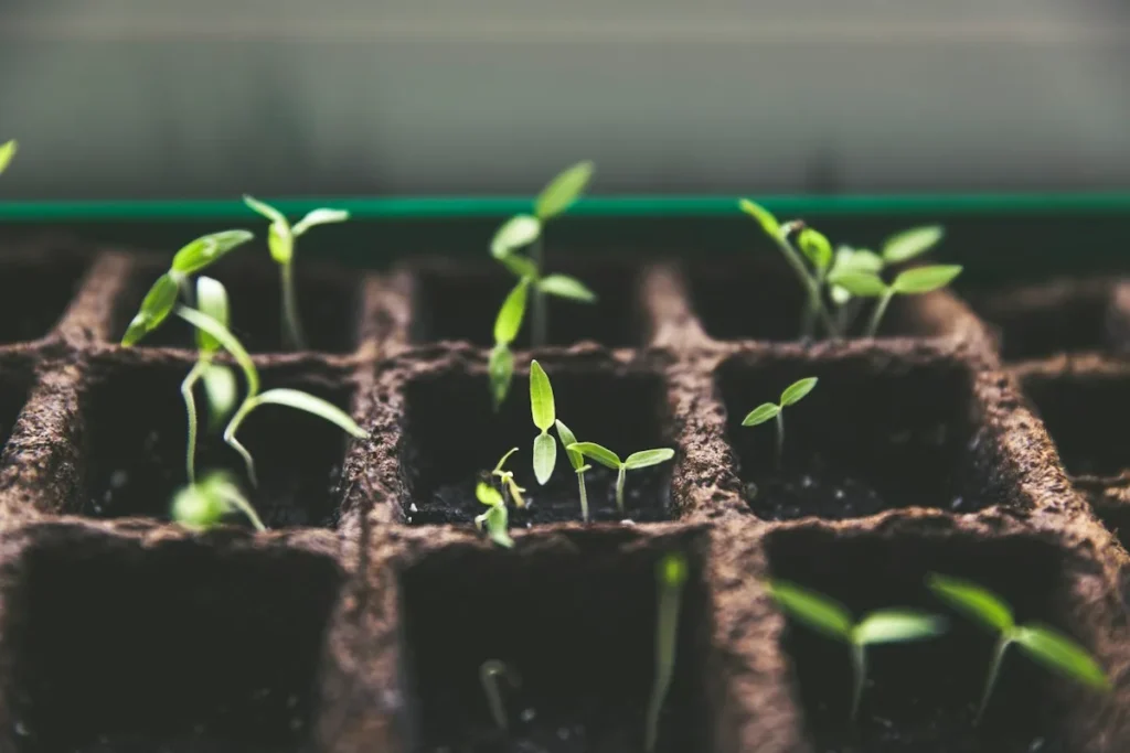 Plantas brotando: cuánto tarda el SEO en crecer
